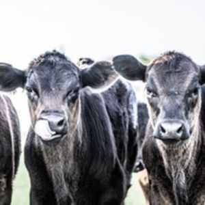 Meet your Posher, Cody